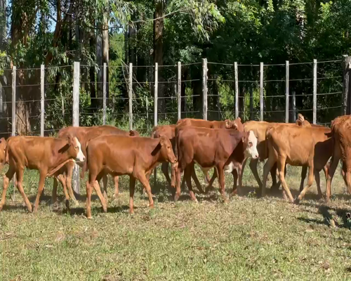 Lote 102 Terneros/as en Virasoro, Corrientes