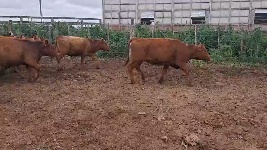 Lote 38 Terneros/as en Pozo del Molle, Córdoba