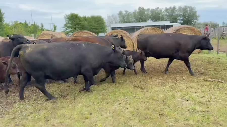 Lote 9 Vaquillonas C/ cria