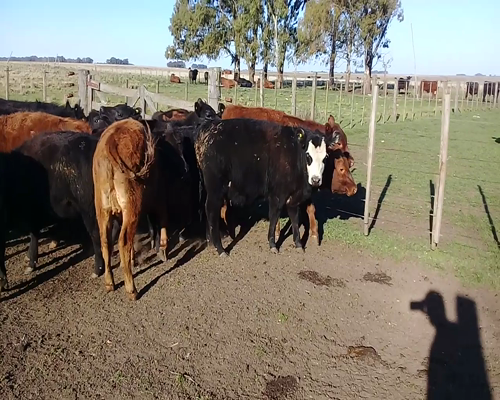 Lote 25 Terneros/as en Benito Juárez, Buenos Aires