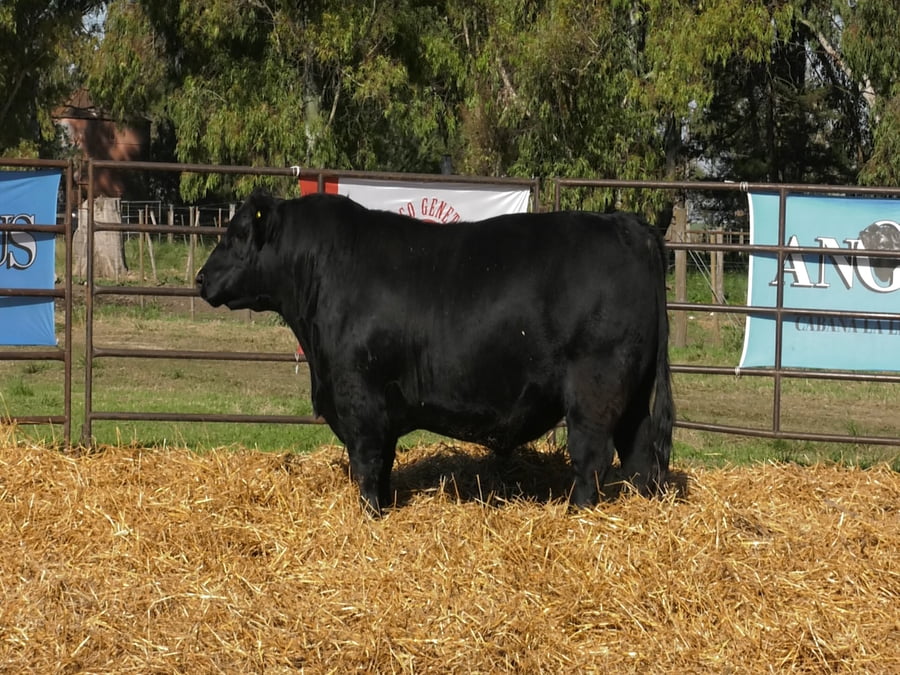 Lote TOROS ANGUS PP