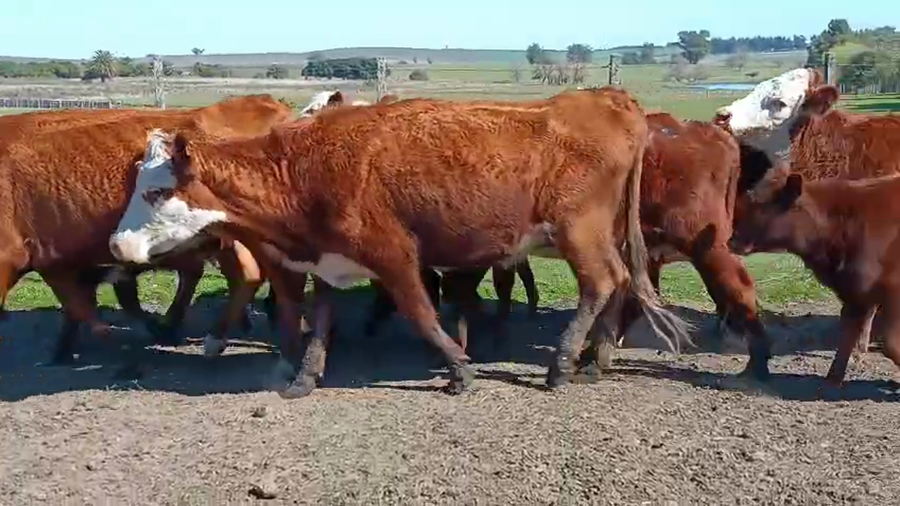 Lote 32 Piezas de cría a remate en Pantalla Aniversario - Escritorio Camy, San José