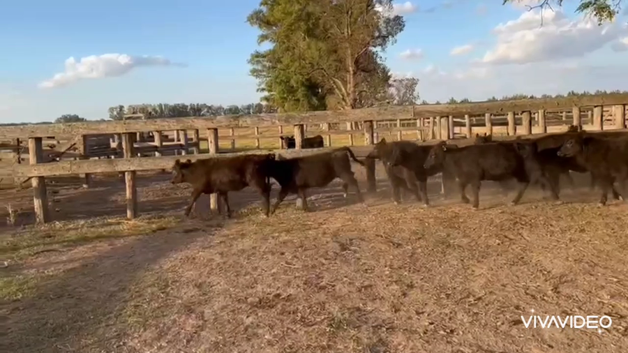 Lote 70 Terneras en Navarro, Buenos Aires