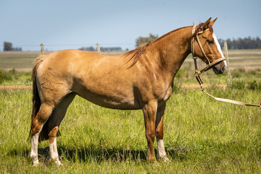 Lote DEL SILENCIO LONJA