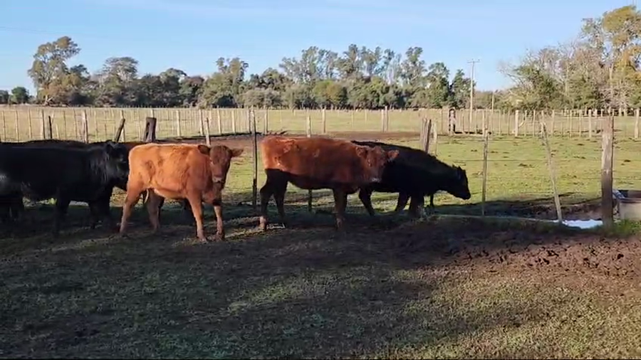 Lote 65 Terneras en Verónica, Buenos Aires