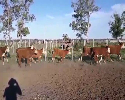 Lote 75 Terneros/as en Entre Ríos, Federal