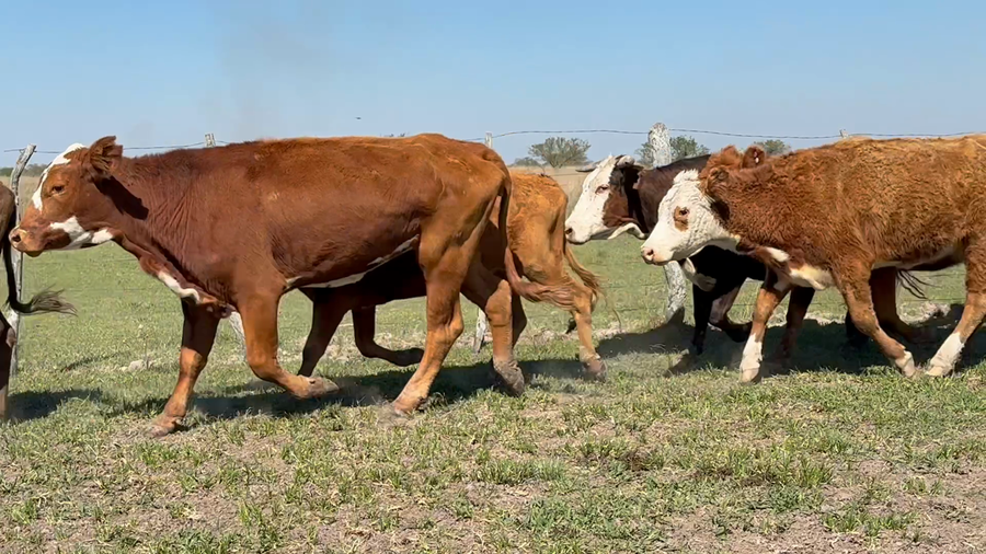 Lote 39 Vacas de invernar en Corrientes, Paso de Los Libres