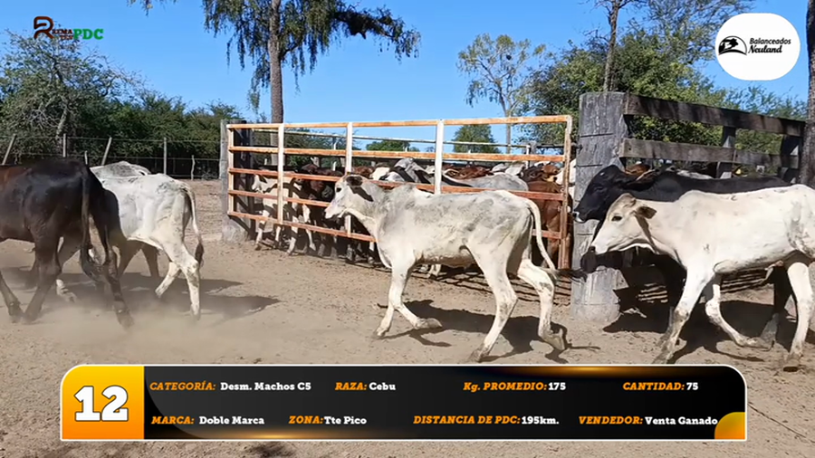 Lote Desm. Machos C5