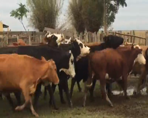 Lote 58 Vacas en San Miguel, Corrientes