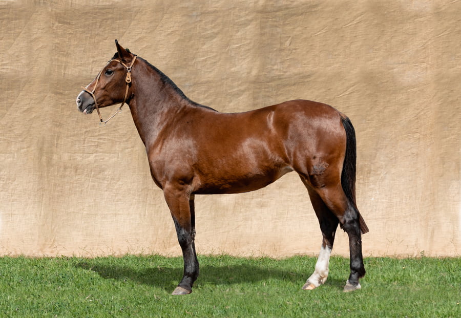 Lote PIREVAI BRAVA RP 9