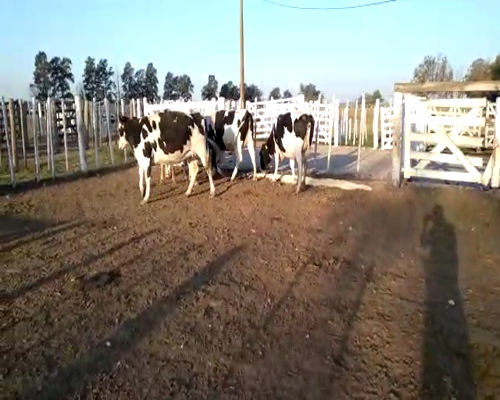 Lote Vaquillonas preñadas