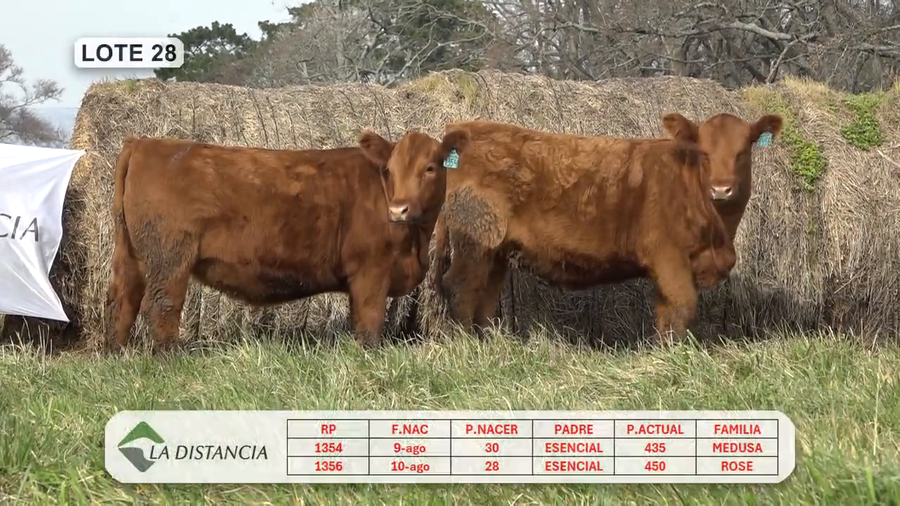 Lote HEMBRAS PEDIGREE