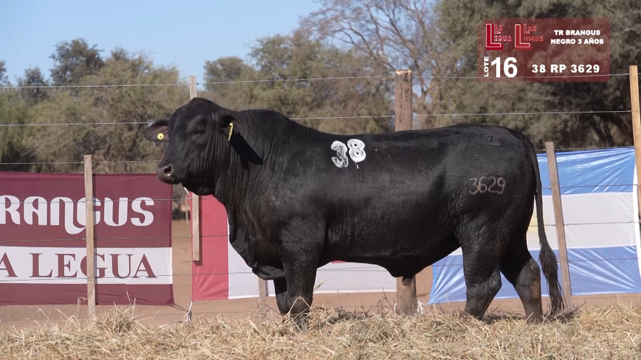 Lote BRANGUS NEGRO 3 AÑOS