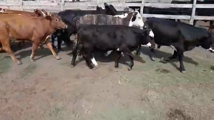 Lote 51 Terneros/as en Villaguay, Entre Ríos