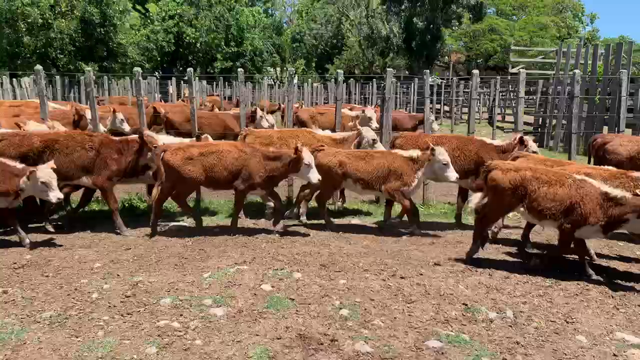 Lote 20 Terneras en Melo, Cerro Largo