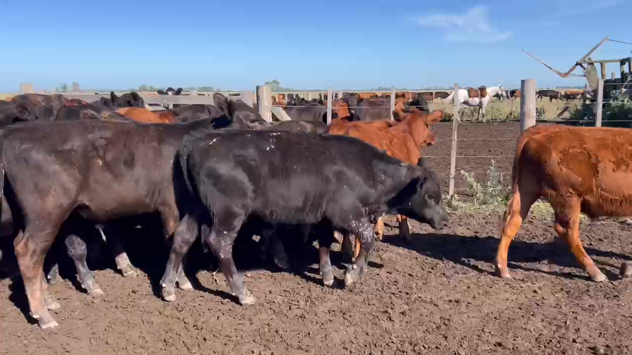 Lote 40 Terneros