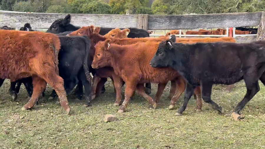 Lote 13 Terneras