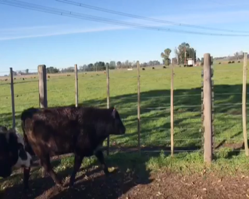 Lote 18 Terneros de 220Kg en Brandsen, Buenos Aires
