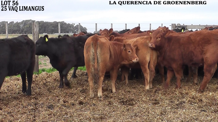 Lote VAQUILLONAS PARA SERVICIO