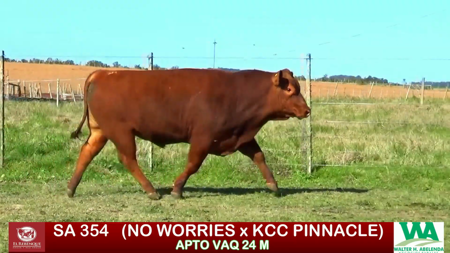 Lote Toros a remate en ANGUS EL REBENQUE, Florida