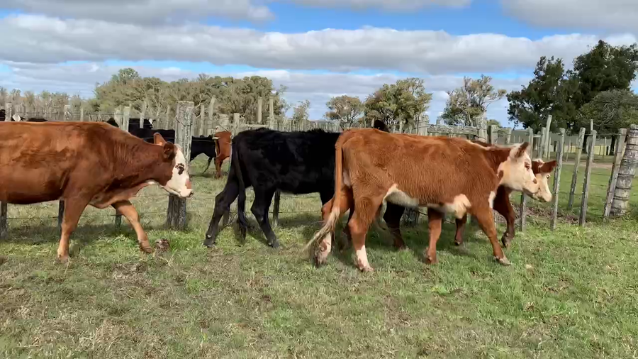Lote 5 Vaquillonas/Vacas Entoradas en Tupambaé, Cerro Largo