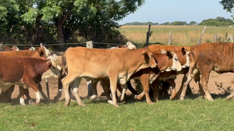 Lote 50 Terneros en Corrientes, San Miguel