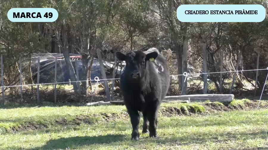 Lote 1 Toro en Río Ibáñez, XI Región Aysén