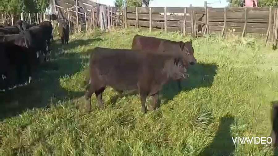 Lote 65 Terneros