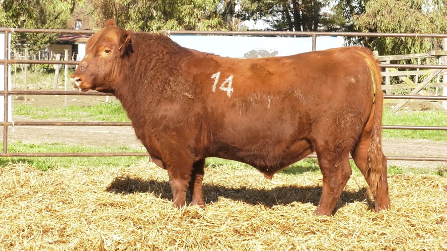 Lote TOROS ANGUS COLORADOS PC