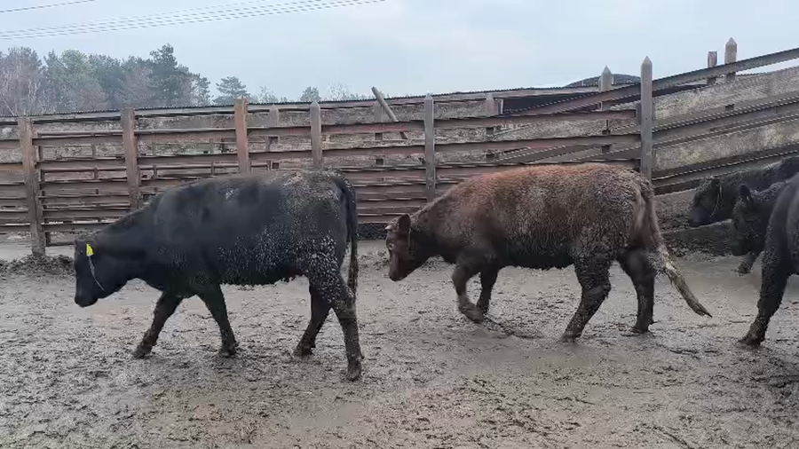 Lote 20 Vaquilla Gorda en Los Ángeles, VIII Región Biobío