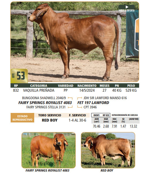 Lote LOTE 53