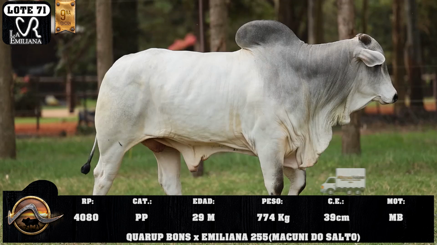 Lote LOTE 71