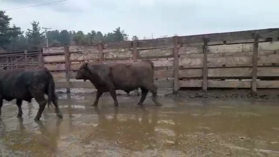 Lote 20 Novillo Gordo en Los Ángeles, VIII Región Biobío