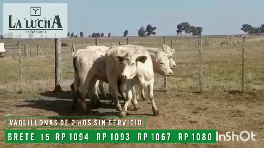 Lote VAQUILLONAS PI DE 2 AÑOS SIN SERVICIO