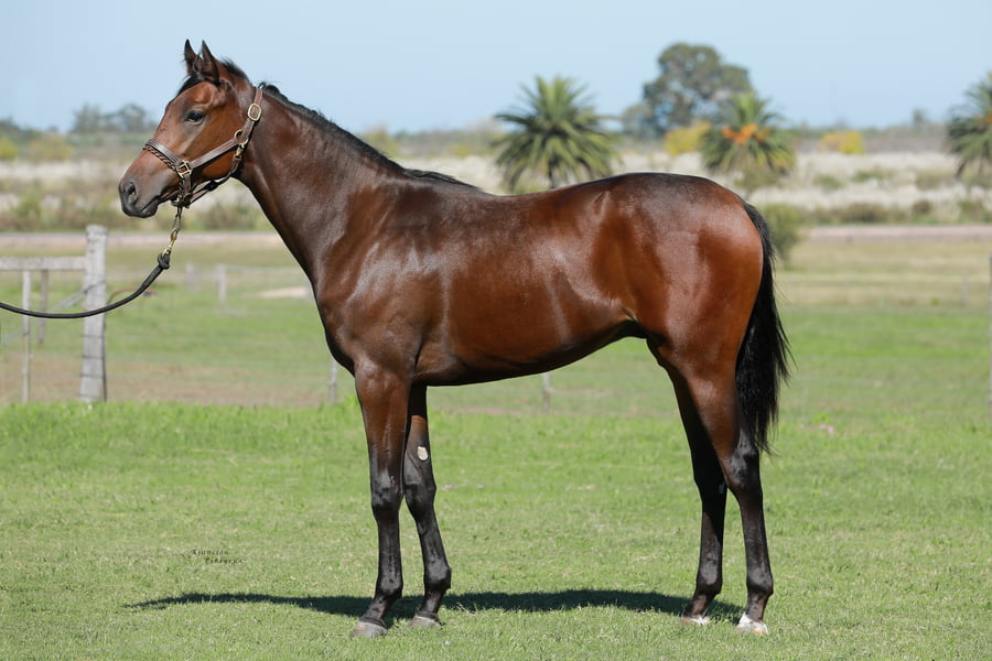 Lote FORFAIT: LORD JONES