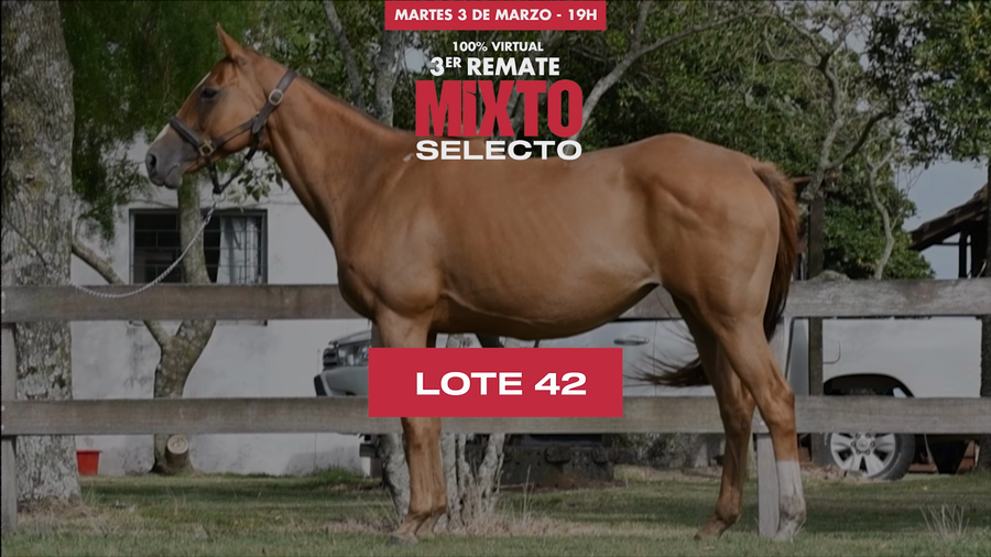 Lote CLAUDETE