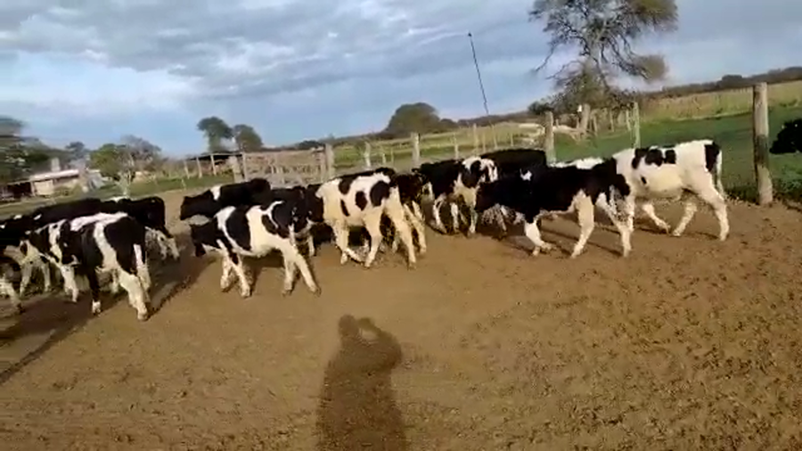 Lote 23 Terneros Holando Argentino en Altos de Chipion, Córdoba