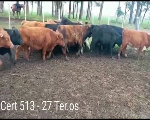 Lote (Vendido)27 Terneros a remate en Remate virtual de Coco Morales & Asoc. 186kg -  en RUTA 2  KM 194 A 6 KM POR CAMINO VECINAL