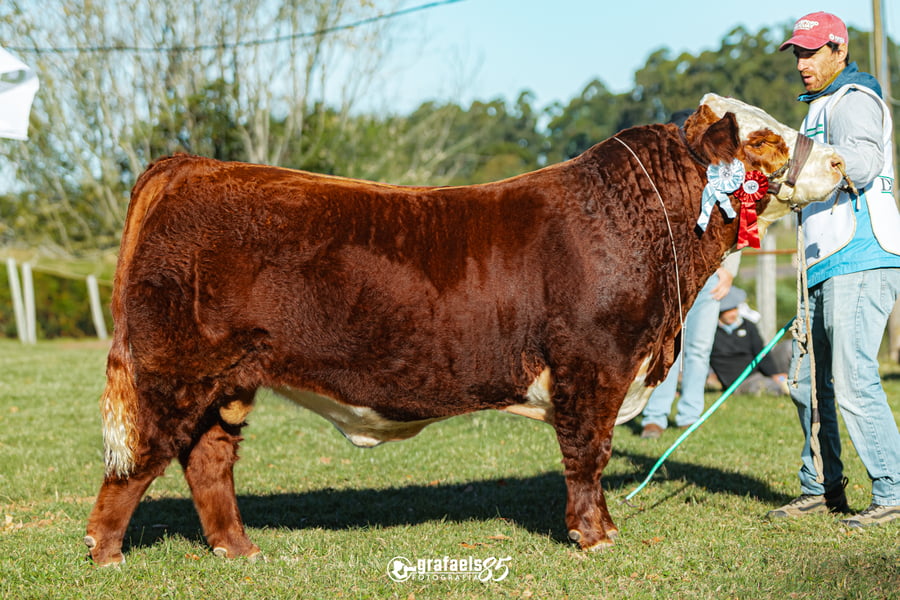 Lote Eleccion 50% Macho/Hembra
