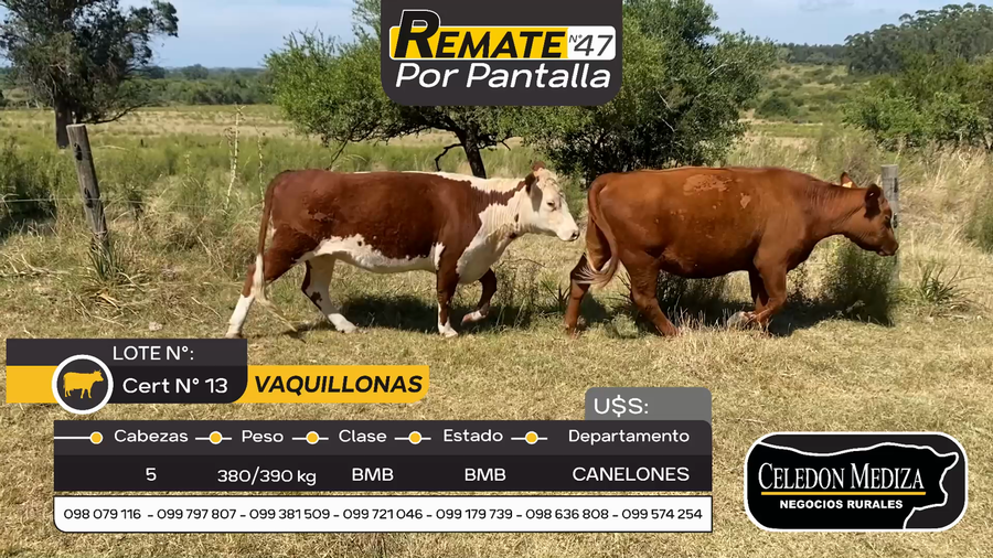 Lote 5 Vaquillonas  en Otra Localidad, Canelones