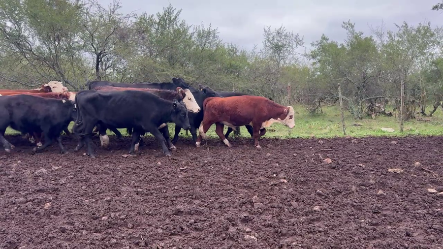 Lote Novillos