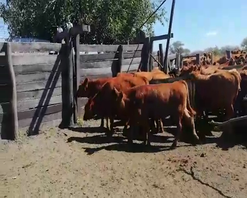 Lote 70 Terneros en Federal, Entre Ríos