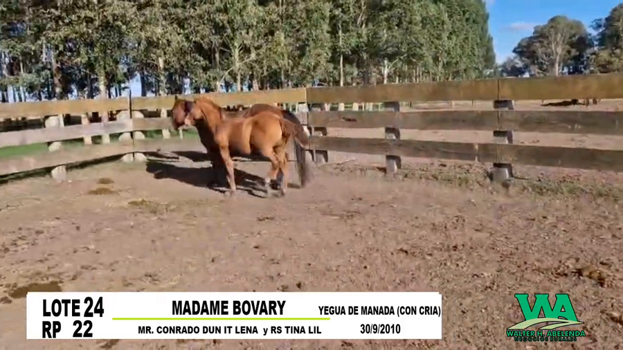 Lote MADAME BOVARY