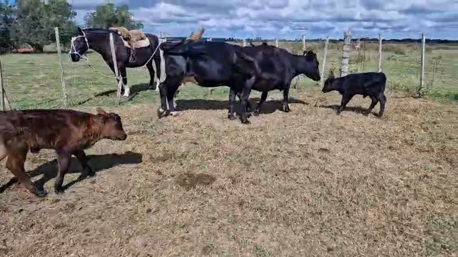 Lote 4 Piezas de cría a remate en Pantalla Camy, San José