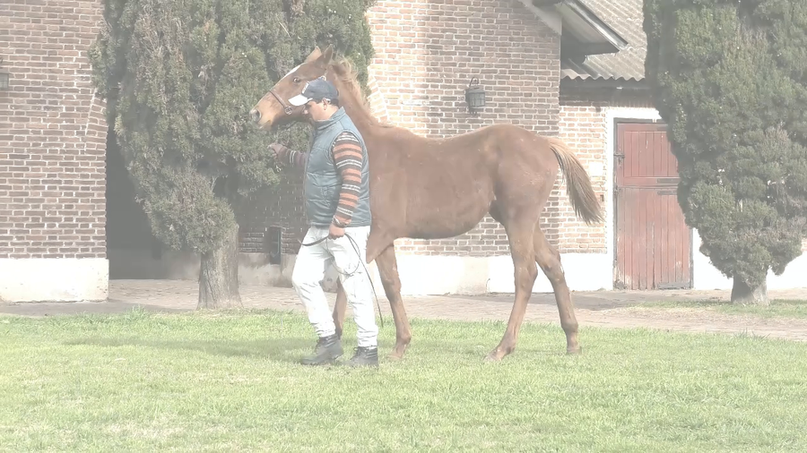 Lote COCOTEA (WINNING PRIZE -  COCOA CREAM)