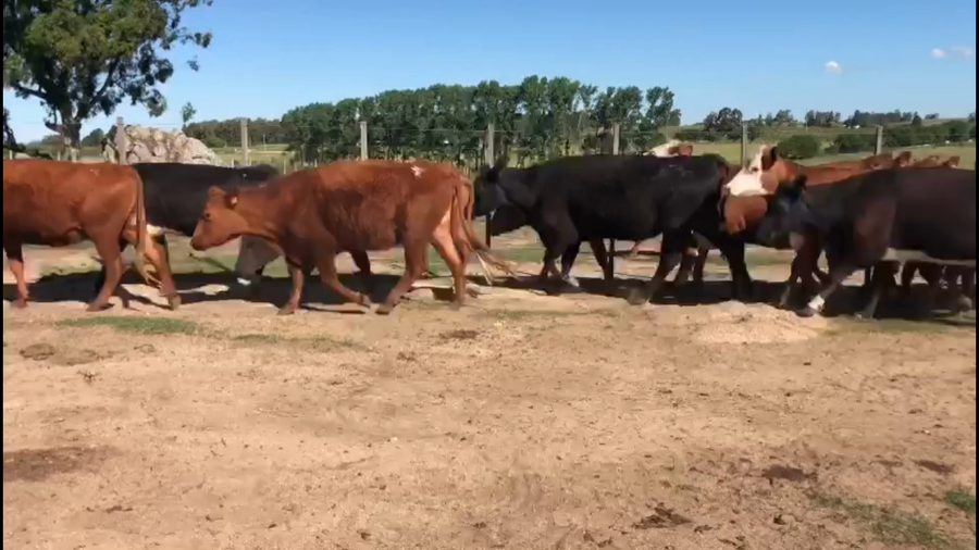 Lote 64 Vacas de Invernada en Florida