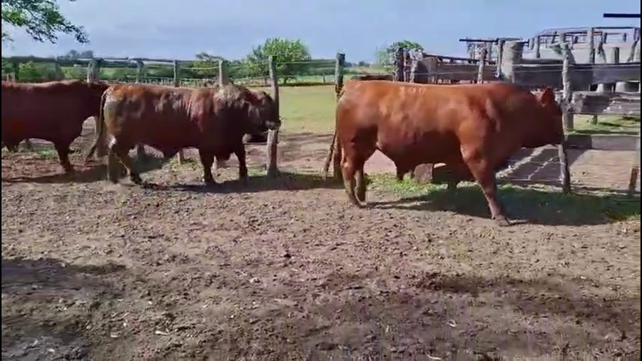 Lote TOROS