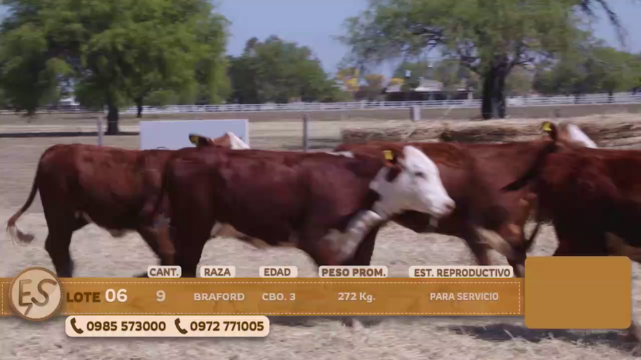 Lote Terneras Cbo 3 BRANGUS