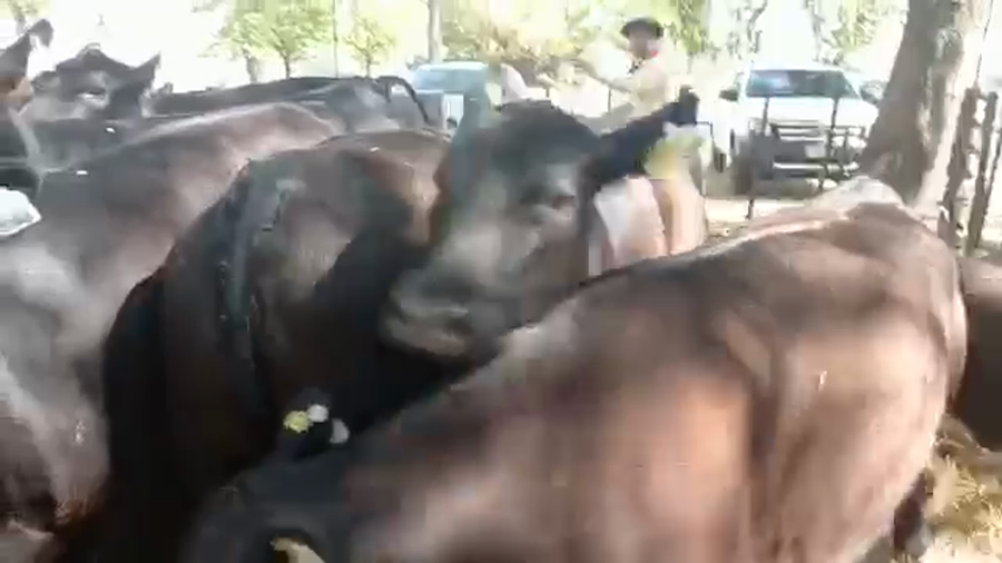 Lote "Corral 10 Vaq. AA PC ""Est. La Negra"""