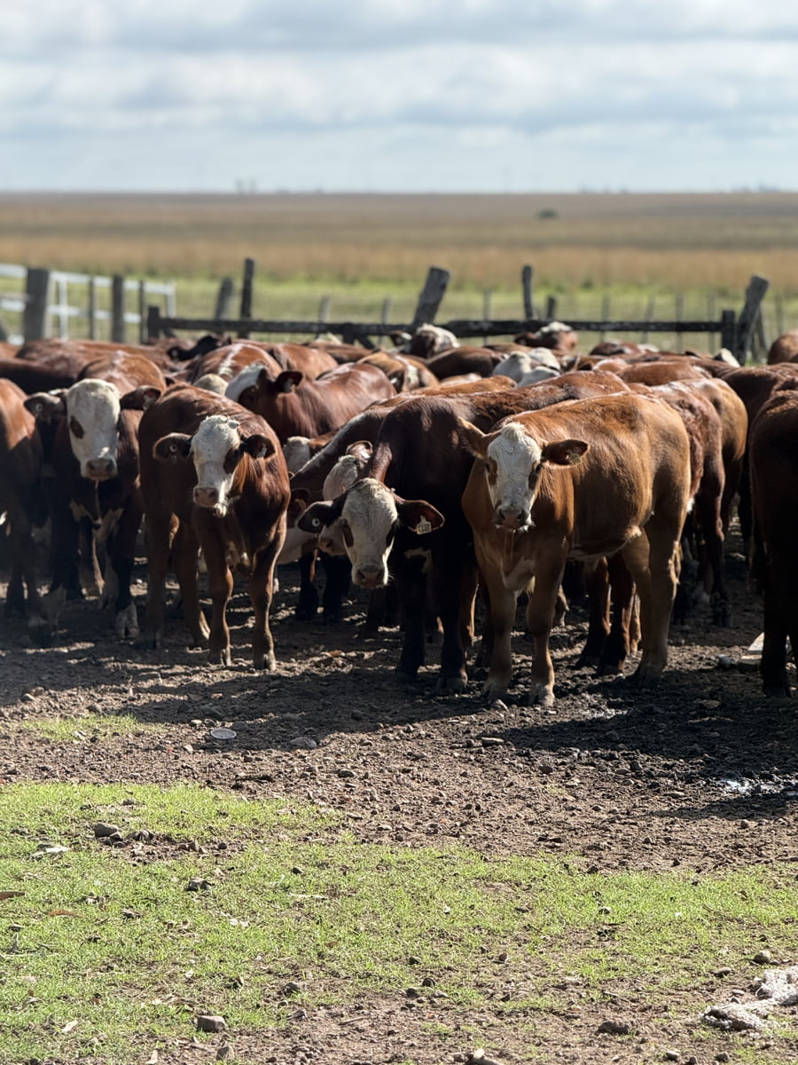 Lote 75 Terneros en Corrientes, Mercedes